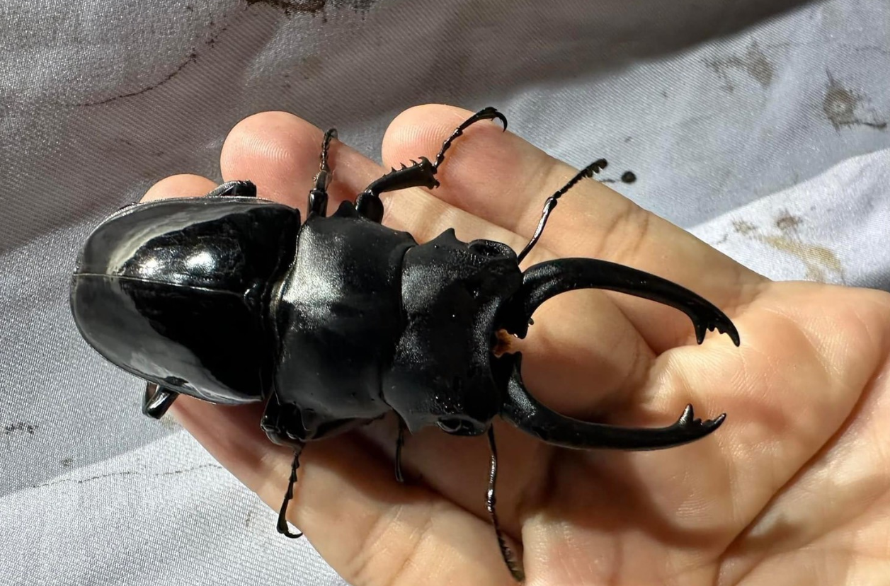 12/20(六)1700-1800台北-台灣鬼豔鍬形蟲幼蟲飼育講座